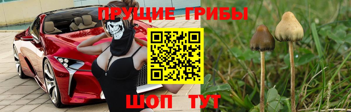 Галлюциногенные грибы мицелий  Десногорск  Галлюциногенные грибы Psilocybe 